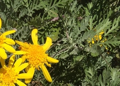 Euryops pectinatus