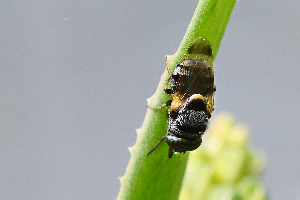Stomorhina chapini