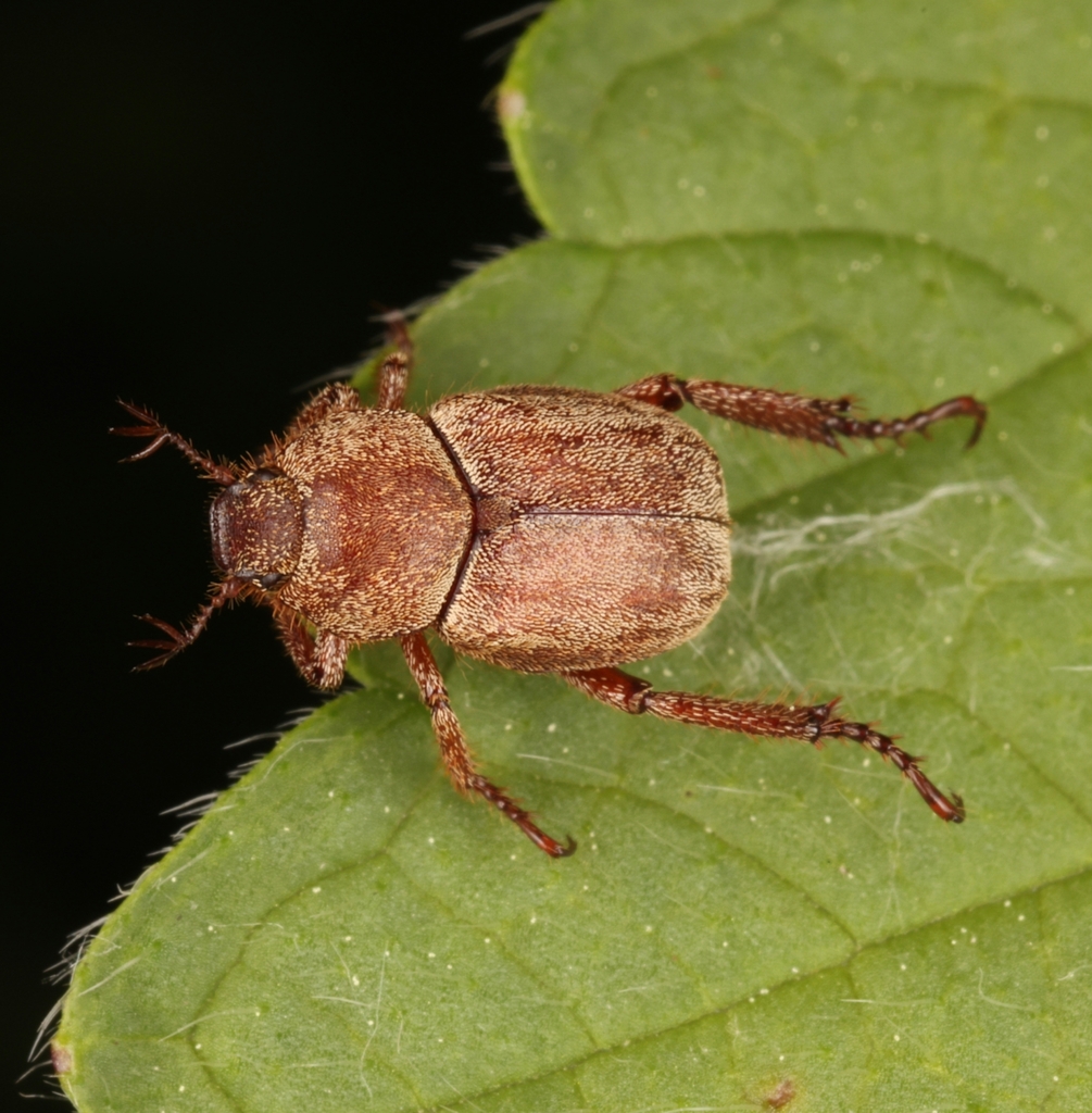 Hoplia equina