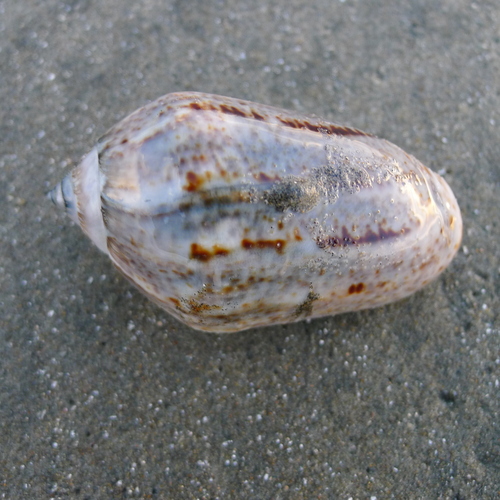 angled olive