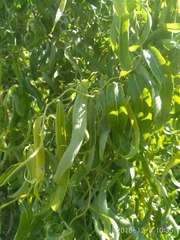 Salix babylonica tortuosa