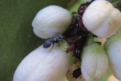 Cephalotes pusillus