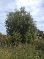 Salix babylonica tortuosa