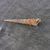 White-mouth Turritella - Photo (c) John Hibbard, some rights reserved (CC BY), uploaded by John Hibbard