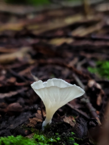 White Fan Fungus