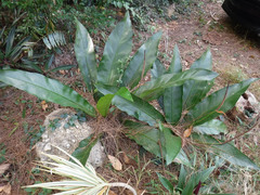 Anthurium crenatum