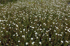 Samolus repens repens