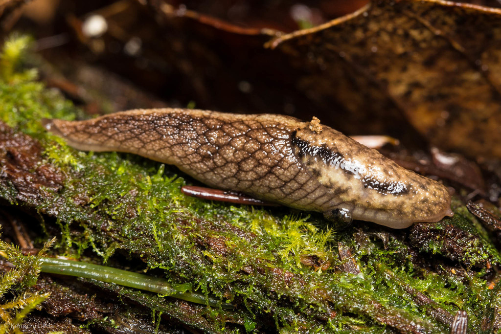 reticulate taildropper