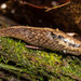 Taildropper Slugs - Photo (c) Ken-ichi Ueda, some rights reserved (CC BY), uploaded by Ken-ichi Ueda