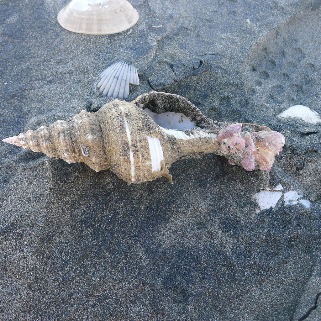 Goniofusus dupetitthouarsi