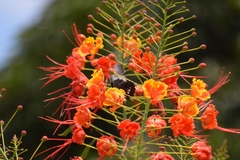 Heraclides anchisiades capys