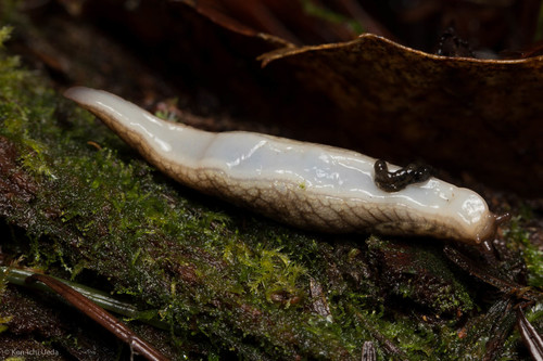 Reticulate Taildropper