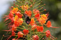 Heraclides anchisiades capys