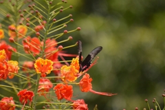 Heraclides anchisiades capys