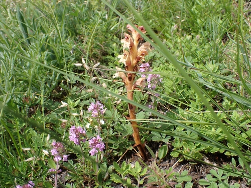 Image of Orobanche teucrii by (c) Elias, some rights reserved (CC BY)
