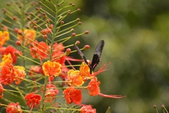 Heraclides anchisiades capys