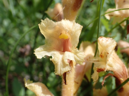 Image of Orobanche teucrii by (c) Elias, some rights reserved (CC BY)