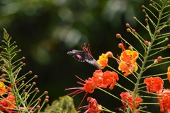 Heraclides anchisiades capys