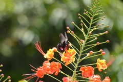 Heraclides anchisiades capys