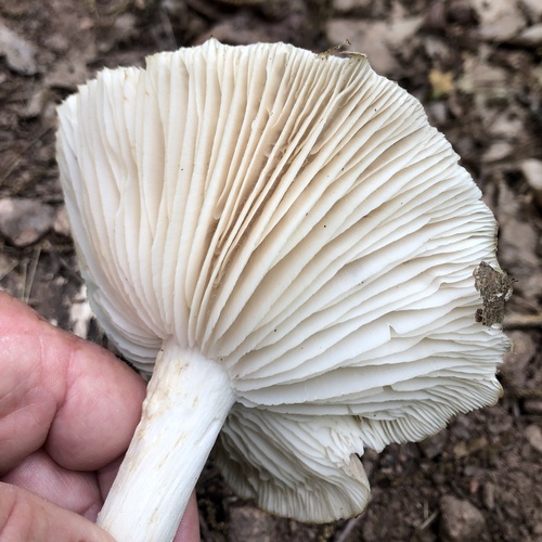 Eastern American Platterful Mushroom