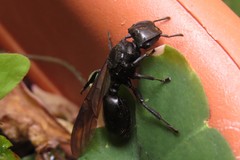 Cephalotes atratus
