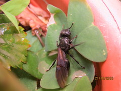 Cephalotes atratus