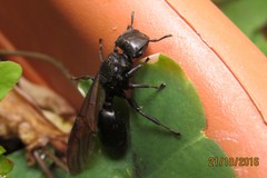 Cephalotes atratus