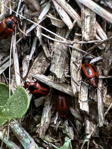 Red turnip beetle