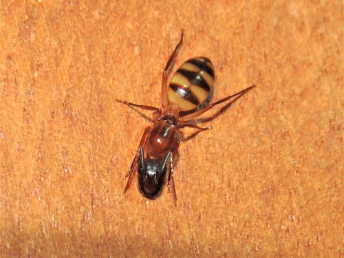Camponotus vittatusCamponotus vittatus