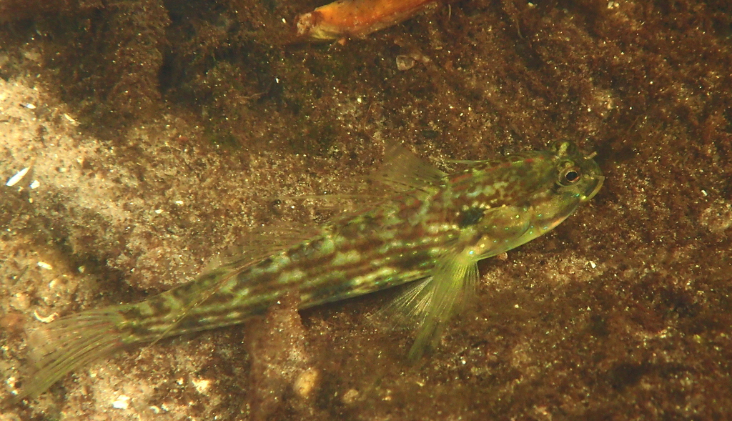 King Goby