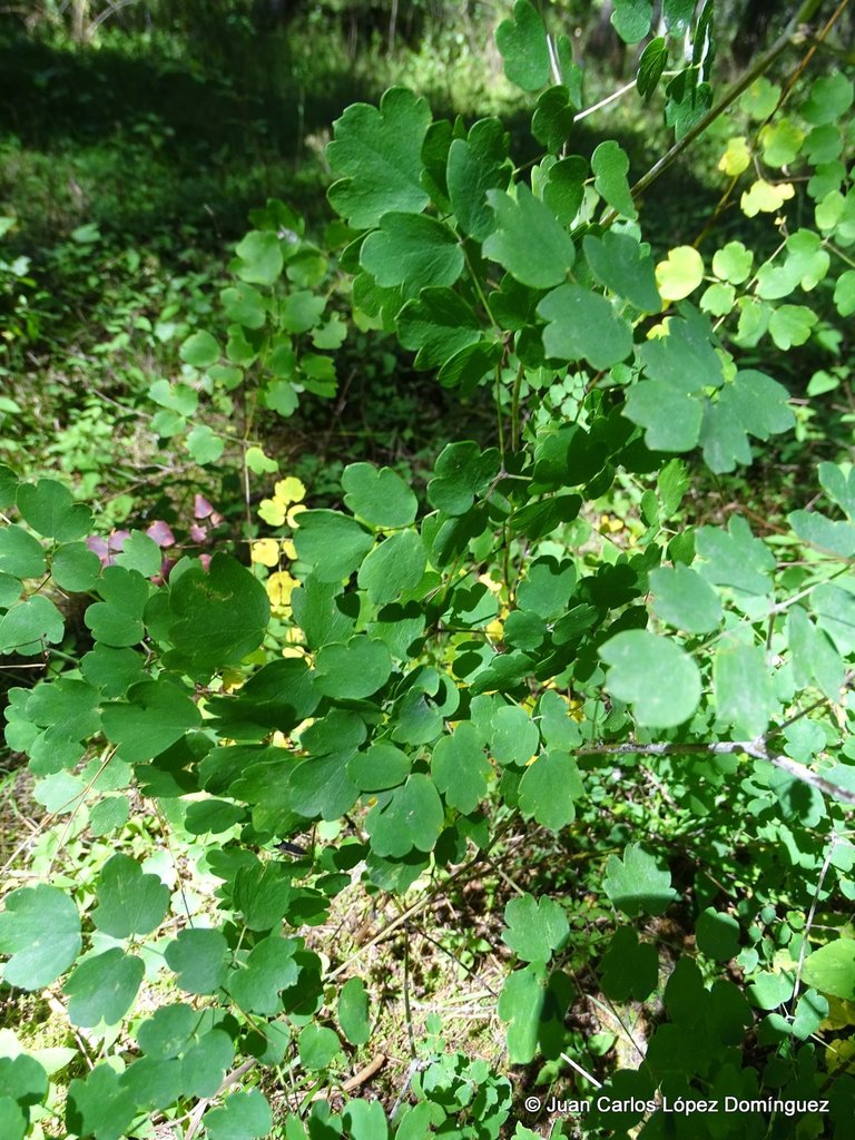 bristly meadow-rue