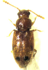 Cryptophagidae