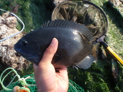 Largescale Blackfish photo 5