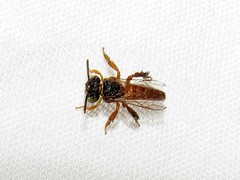 Tetragonisca angustula