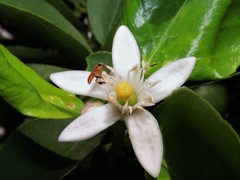 Tetragonisca angustula