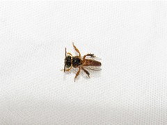 Tetragonisca angustula