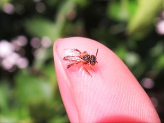 Tetragonisca angustula