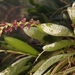 Stelis rufobrunnea - Photo 由 Ethian Licona 所上傳的 (c) Ethian Licona，保留部份權利CC BY-NC