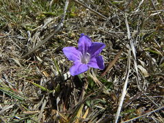 Ruellia lactea