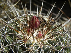 Coryphantha clavata clavata