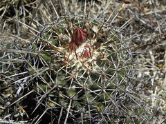 Coryphantha clavata clavata