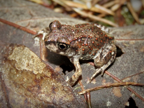 Eastern Spadefoot (Herpetofauna of Middle Tennessee) · iNaturalist