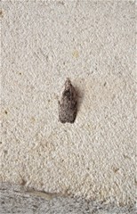 Phaeosaces compsotypa
