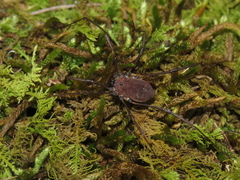 Hadrobunus maculosus