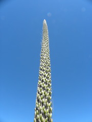 Agave schidigera