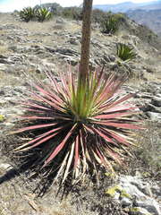 Agave schidigera