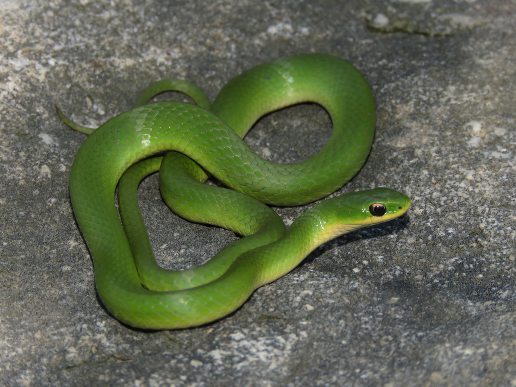 Smooth Greensnake (Amphibians and Reptiles of Pittsburgh