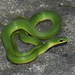 Smooth Greensnake - Photo (c) Justin Lee, some rights reserved (CC BY-NC), uploaded by Justin Lee