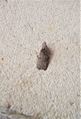 Phaeosaces compsotypa