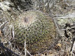 Mammillaria gigantea